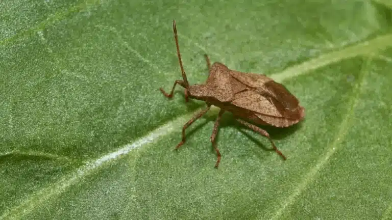 Quelle est la signification d’une punaise marron dans la maison ?