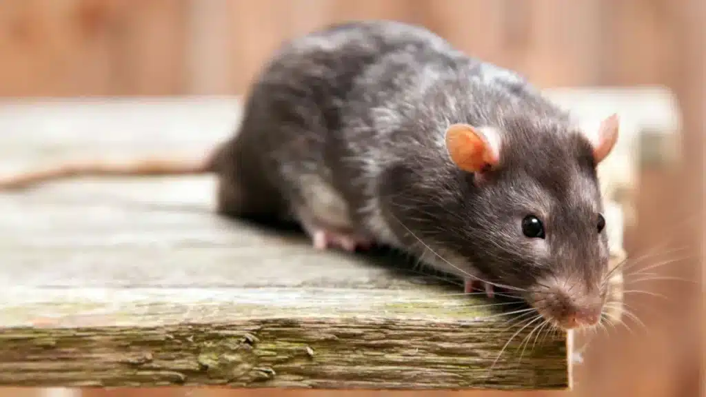 Rats et souris : cette simple feuille est l’astuce ultime pour les faire fuir pour toujours